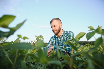 Agronomist inspects soybean crop in agricultural field - Agro concept - farmer in soybean plantation on farm