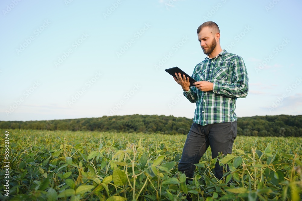 Wall mural Agronomist inspects soybean crop in agricultural field - Agro concept - farmer in soybean plantation on farm