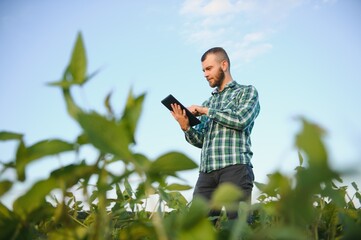 A farmer agronomist inspects green soybeans growing in a field. Agriculture - obrazy, fototapety, plakaty