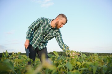 Fototapeta premium A farmer agronomist inspects green soybeans growing in a field. Agriculture