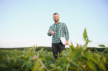 Fototapeta premium A farmer agronomist inspects green soybeans growing in a field. Agriculture