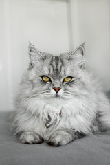 Portrait of a graceful gray cat with yellow eyes. The cat lies on a gray blanket in the house.