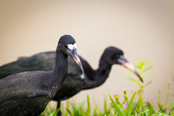 Photograph of a Bare-faced ibis, found in Canoas, Rio Grande do Sul, Brazil.