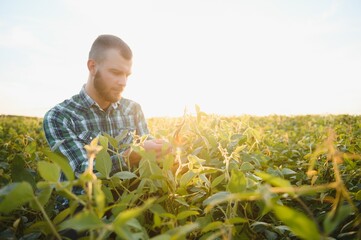 A farmer agronomist inspects green soybeans growing in a field. Agriculture