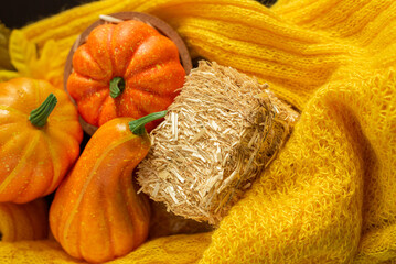 Three beatiful pumpkin on autumn background with knitted sweater. Autumn season.