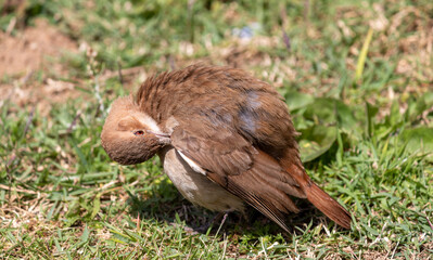 Photograph of a Rufous hornero found in Canoas, Rio Grande do Sul, Brazil.	