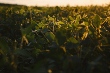 Closeup of green plants of soybean on field