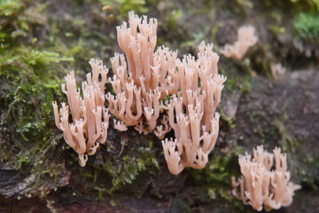 Artomyces pyxidatus wild mushroom. Crown coral or crown-tipped coral fungus.