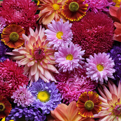 Autumn floral background. Bouquet of asters and chrysanthemums close-up, top view. Square background, backdrop, texture.