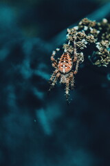Spider in nature. Play of colors