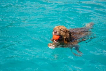 dog in swimming pool