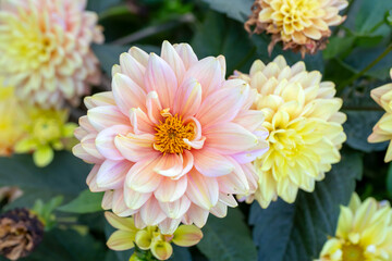 Gorgeous pink and yellow dahlias in a flower bed. Perennial flowers, hobby, gardening.