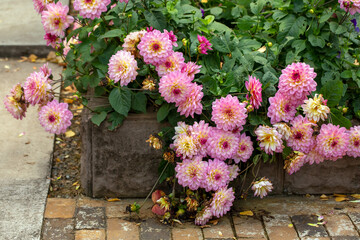 Gorgeous pink dahlias in a flower bed in autumn. Perennial flowers, hobby, gardening.