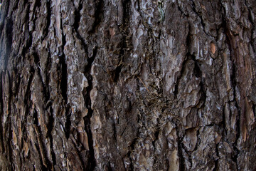 Pine tree bark texture close up, Pinus, coniferous plant as natural backdrop, texture
