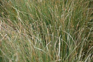A bush of green grass  with thin stems shown close-up. Background of natural grass.