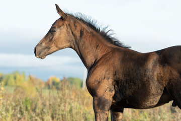  portrait of beautiful black- brown colt posing at   sunny evening