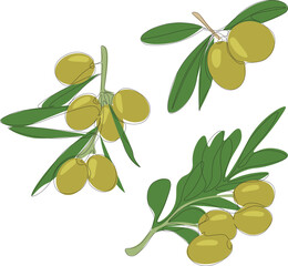 Olives vector set. Vector illustration Olives. One line drawing