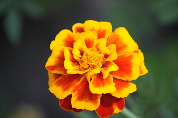 Marigold flower close-up.
