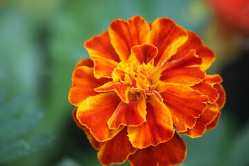 Marigold flower close-up.