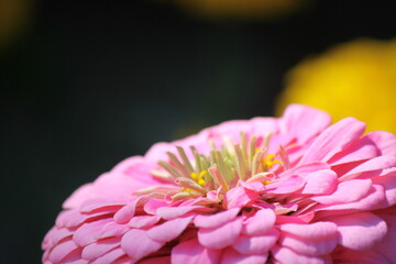 Beautiful blooming flower of zinnia graceful close-up.