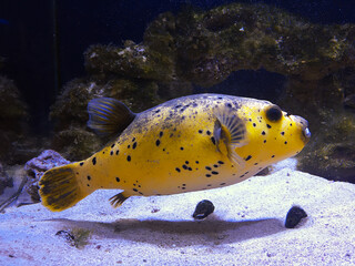 Yellow Puffer Fish in Aquarium. Predatory fish. © Alexander