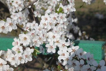 Cherry branch with white flowers close-up.