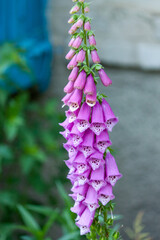 Purple foxglove flowers close-up.