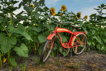 Fototapeta na wymiar Edge of Sunflower Field and Red Bicycle