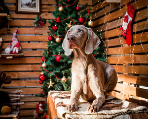 A large gray dog lies on the background of a beautiful Christmas tree.