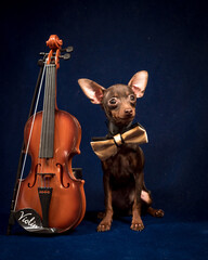 Cute dog with a bow around his neck sits near the violin. The breed of the dog is the Chihuahua