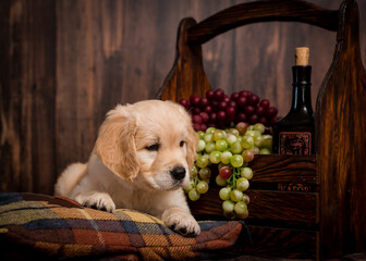 Cute puppy lies on a pillow near a box with grapes and a bottle of wine