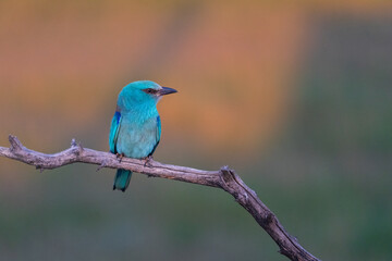 European roller (Coracias garrulus)