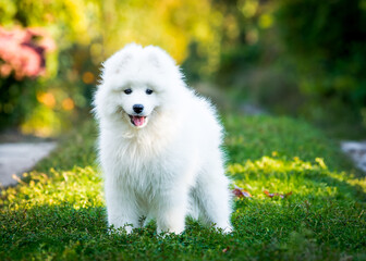 White fluffy dog stands on the grass in the garden