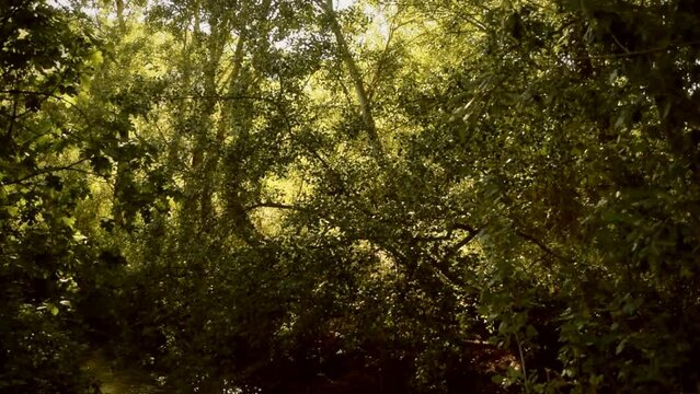 View of a leafy forest where the camera drops down to see a river pass through the area and where sunlight reflects off the water with bright sparkles