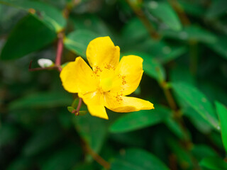 yellow flower in the garden