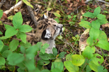 Cougar Kitten (Puma concolor) Looks Up From Buckthorn on Ground Autumn
