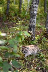 Cougar Kitten (Puma concolor) Creeps Along Forest Floor Autumn
