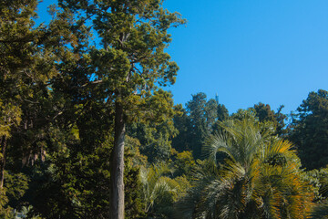 View on blue sky and rainforest with palm and pine trees in sun light during bright sunny day