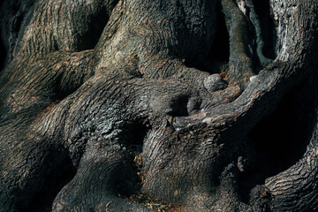 tree trunk bark