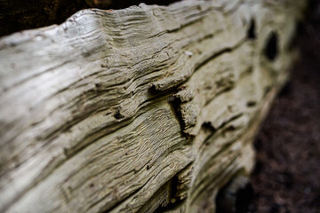 old wood texture