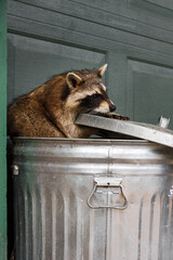Raccoon (Procyon lotor) Hangs On to Trash Can Lid Autumn
