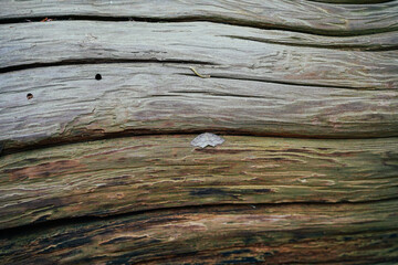 old wood texture