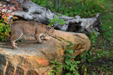 Bobcat (Lynx rufus) Tail Up on Rock Autumn