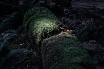 Fallen tree trunk covered with moss © JasParwani