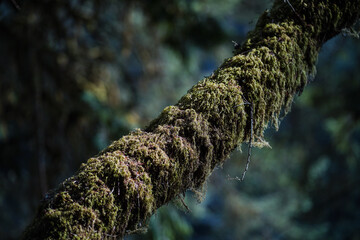 Moss on a tree branch in forest