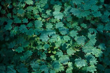 A pattern of green maple leaves © JasParwani