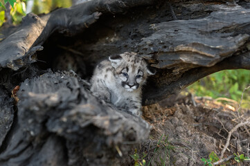 Cougar Kitten (Puma concolor) With Dropped Ears Looks Out of Log Autumn