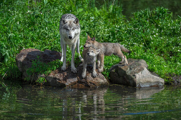 Grey Wolf (Canis lupus) Adult and Pups Balance on Rocks Island Edge Summer