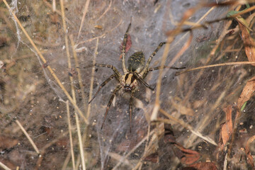 agelena labyrinthica spider macro photo