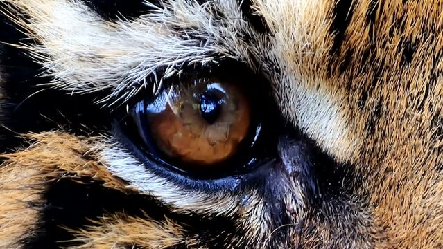 Sequence of shooting of a tiger. Sequence of various